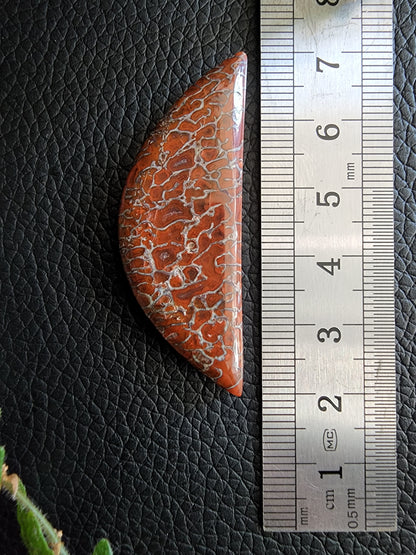 Gem dino bone cabochon